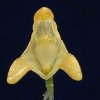 ORCHIDEES DU FENOUILLEDES