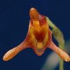 ORCHIDEES DU FENOUILLEDES