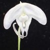 ORCHIDEES DU FENOUILLEDES