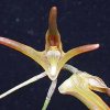 ORCHIDEES DU FENOUILLEDES