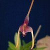 ORCHIDEES DU FENOUILLEDES