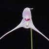 ORCHIDEES DU FENOUILLEDES