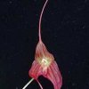 ORCHIDEES DU FENOUILLEDES
