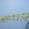 ORCHIDEES DU FENOUILLEDES