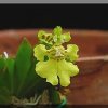 ORCHIDEES DU FENOUILLEDES