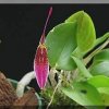 ORCHIDEES DU FENOUILLEDES