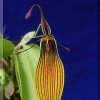 ORCHIDEES DU FENOUILLEDES
