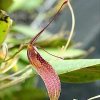 ORCHIDEES DU FENOUILLEDES