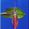 ORCHIDEES DU FENOUILLEDES