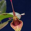 ORCHIDEES DU FENOUILLEDES