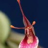 ORCHIDEES DU FENOUILLEDES