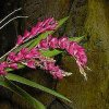 ORCHIDEES DU FENOUILLEDES
