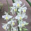 ORCHIDEES DU FENOUILLEDES