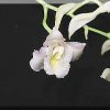 ORCHIDEES DU FENOUILLEDES
