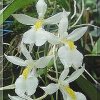 ORCHIDEES DU FENOUILLEDES