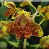 ORCHIDEES DU FENOUILLEDES
