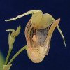 ORCHIDEES DU FENOUILLEDES