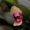 ORCHIDEES DU FENOUILLEDES