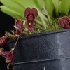 ORCHIDEES DU FENOUILLEDES