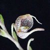 ORCHIDEES DU FENOUILLEDES