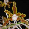 ORCHIDEES DU FENOUILLEDES