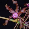ORCHIDEES DU FENOUILLEDES