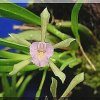 ORCHIDEES DU FENOUILLEDES