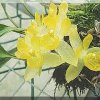 ORCHIDEES DU FENOUILLEDES