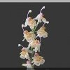 ORCHIDEES DU FENOUILLEDES