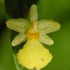 ORCHIDEES DU FENOUILLEDES