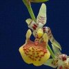 ORCHIDEES DU FENOUILLEDES