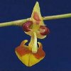 ORCHIDEES DU FENOUILLEDES