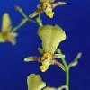 ORCHIDEES DU FENOUILLEDES