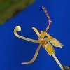 ORCHIDEES DU FENOUILLEDES