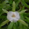 ORCHIDEES DU FENOUILLEDES