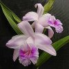 ORCHIDEES DU FENOUILLEDES