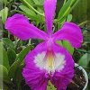 ORCHIDEES DU FENOUILLEDES