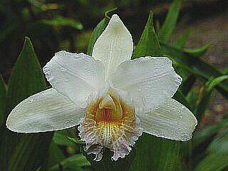 ORCHIDEES DU FENOUILLEDES