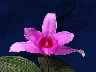 ORCHIDEES DU FENOUILLEDES
