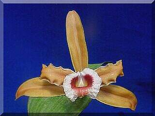 ORCHIDEES DU FENOUILLEDES