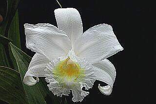 ORCHIDEES DU FENOUILLEDES