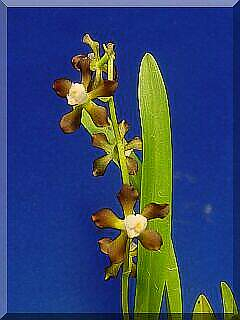 ORCHIDEES DU FENOUILLEDES