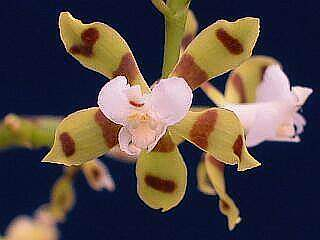 ORCHIDEES DU FENOUILLEDES