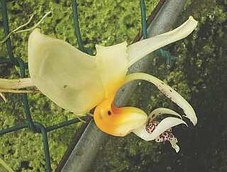 ORCHIDEES DU FENOUILLEDES