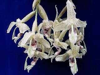 ORCHIDEES DU FENOUILLEDES