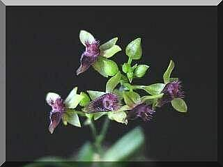ORCHIDEES DU FENOUILLEDES