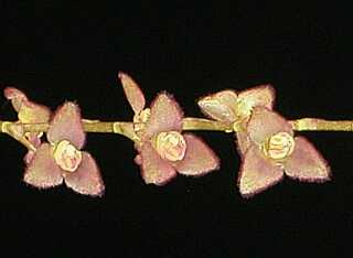 ORCHIDEES DU FENOUILLEDES
