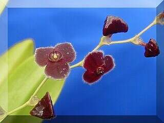 ORCHIDEES DU FENOUILLEDES