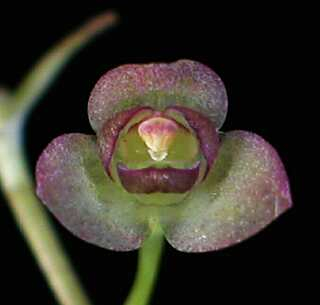 ORCHIDEES DU FENOUILLEDES