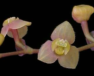 ORCHIDEES DU FENOUILLEDES